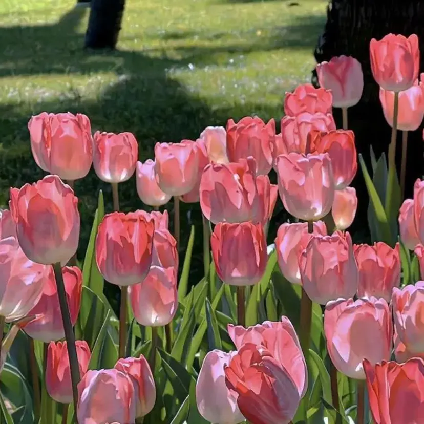 あだち まおの掲載