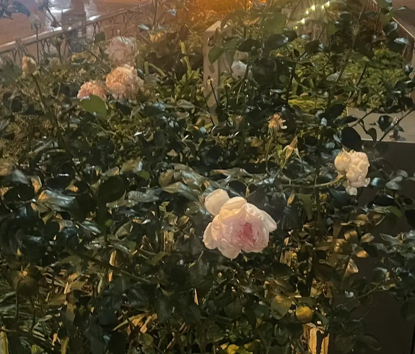 ibuki 🐈🎀の掲載