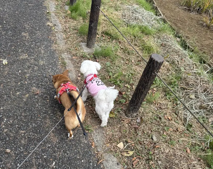 腰越 麻奈の掲載