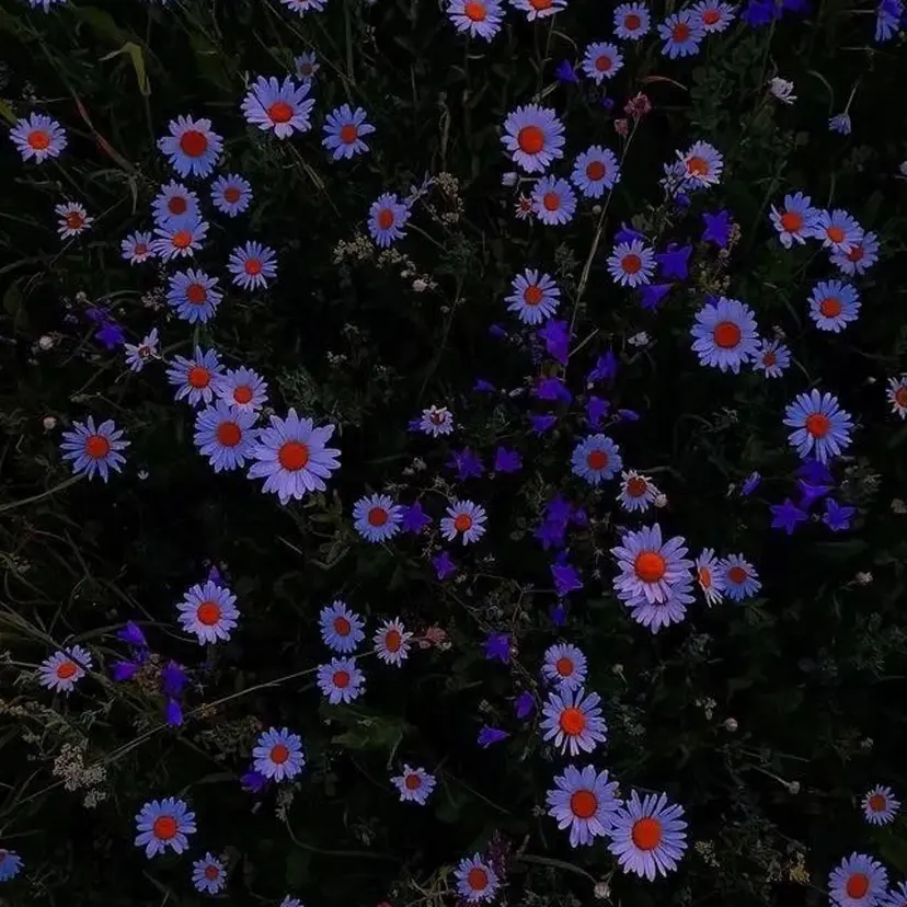 長谷川 柚乃の掲載