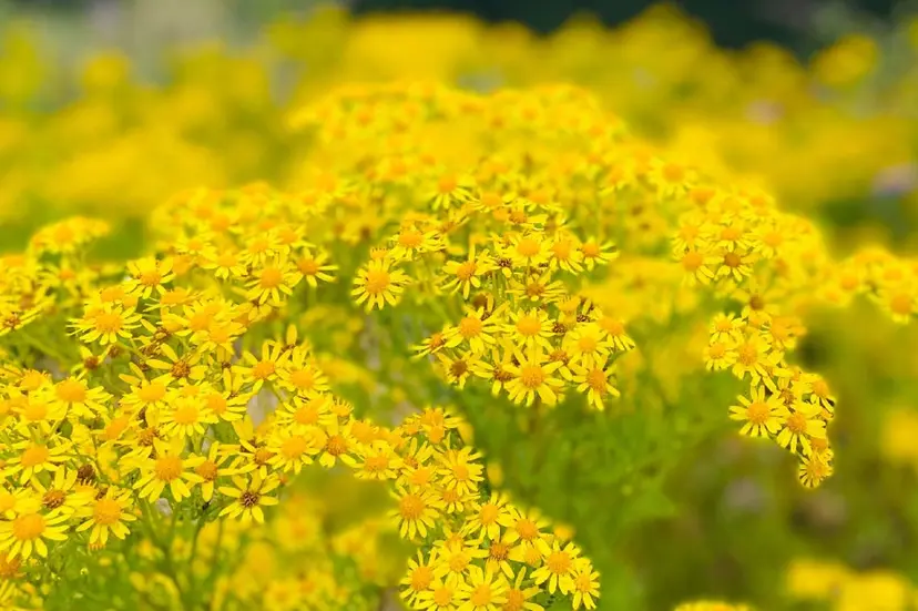 nanno relaxationの掲載