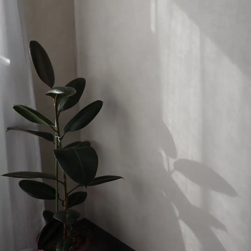 マリコ🫧 美眉/美肌専門店の掲載