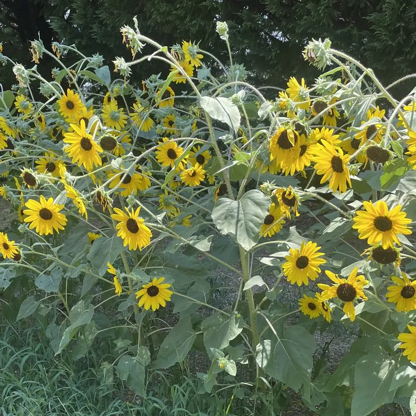 MINAMI ❤︎の掲載