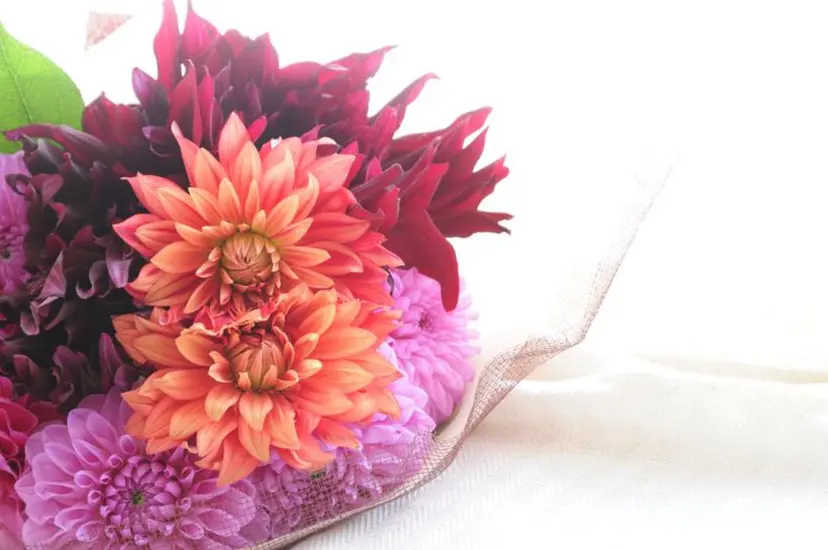 ROSANNA 平川の掲載