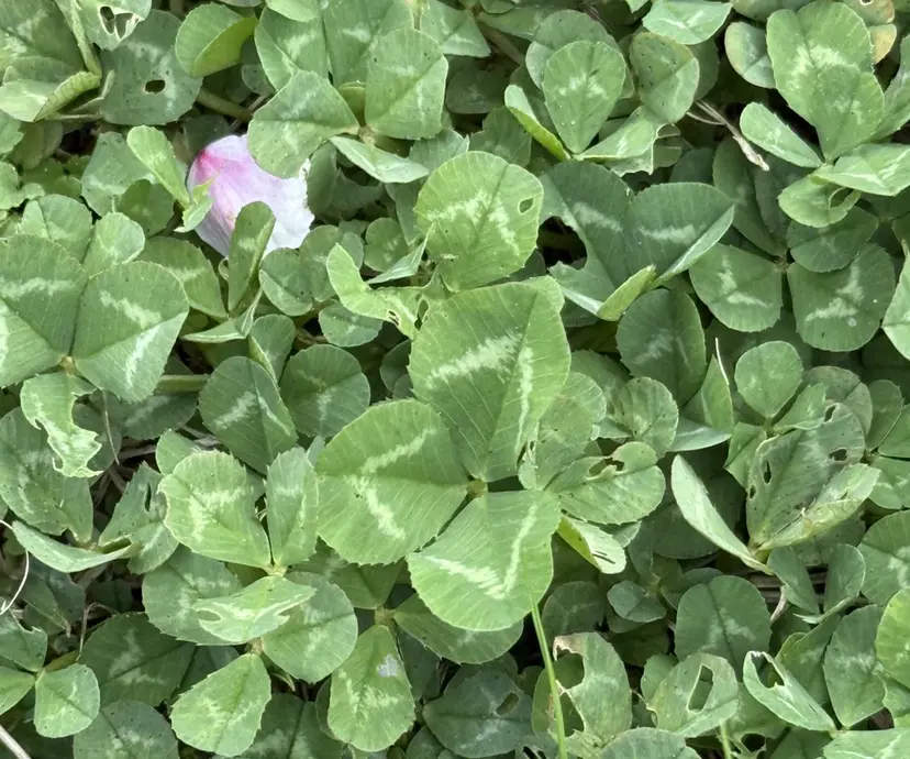 北野 來愛の掲載