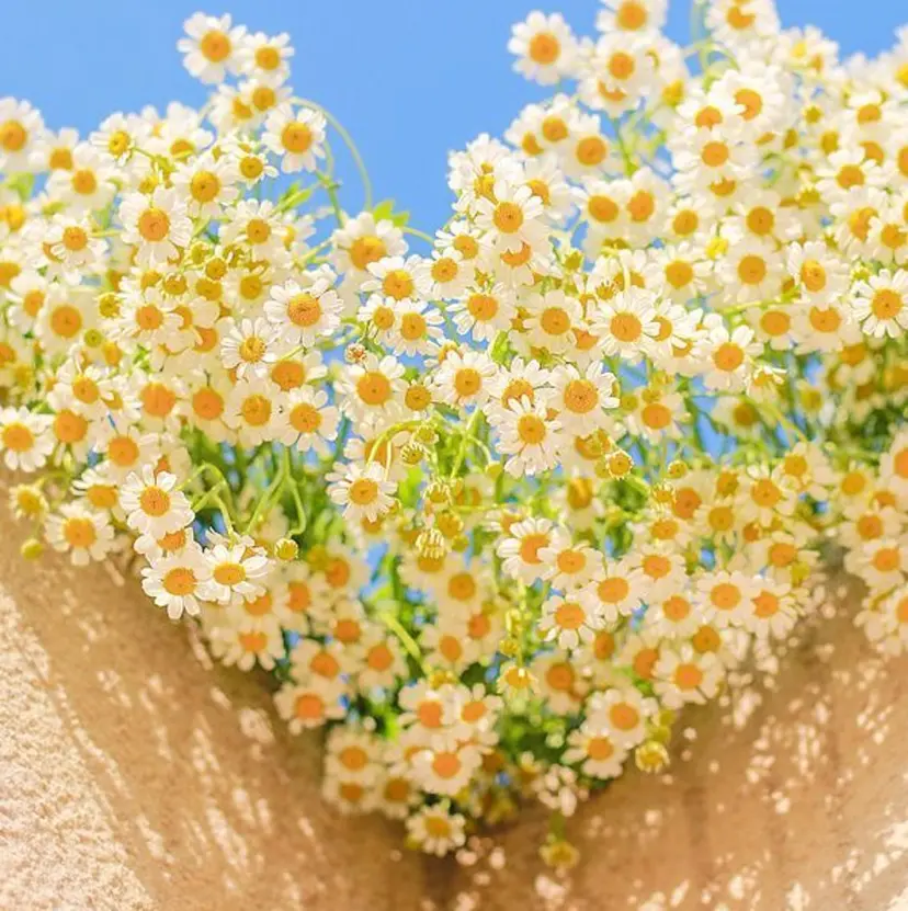 Gemini nailの掲載