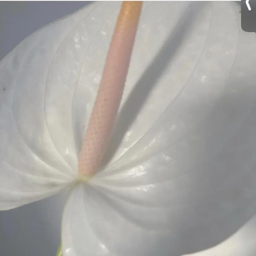 香奈🤍 パーマ／マツエク無料の掲載