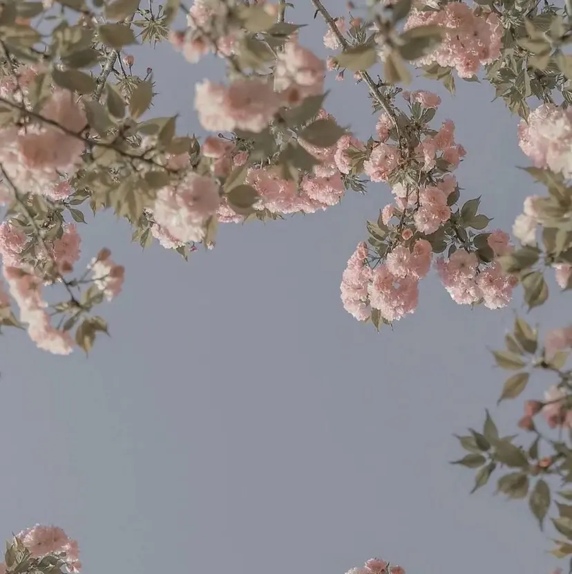 ミルクティー× グレージュMOMOの掲載