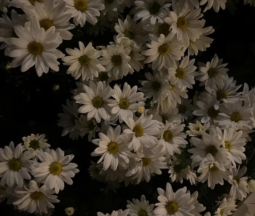 miyu 🐈‍⬛の掲載