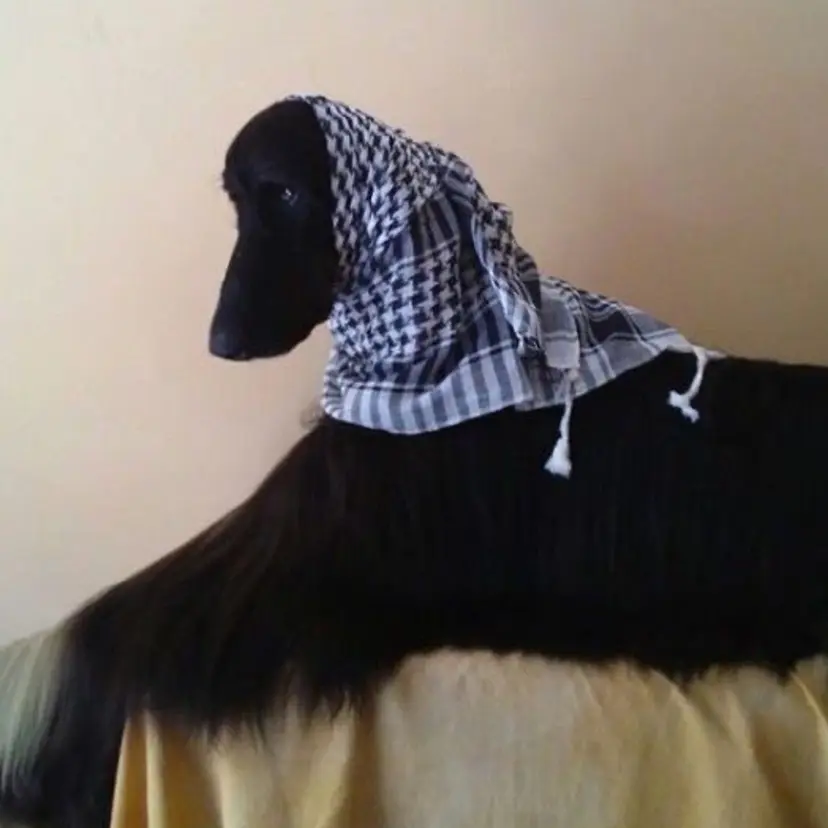 田代 さつきの掲載