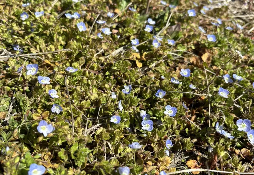 ゆみこ カラーモデル募集中の掲載