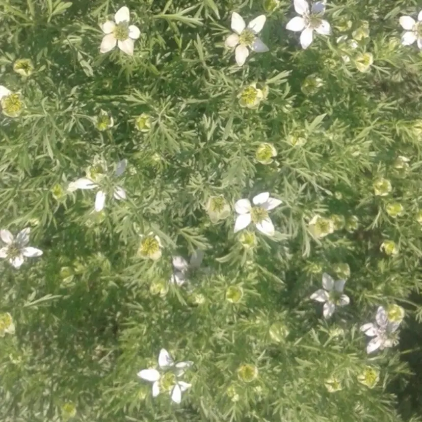 古橋 由妃の掲載