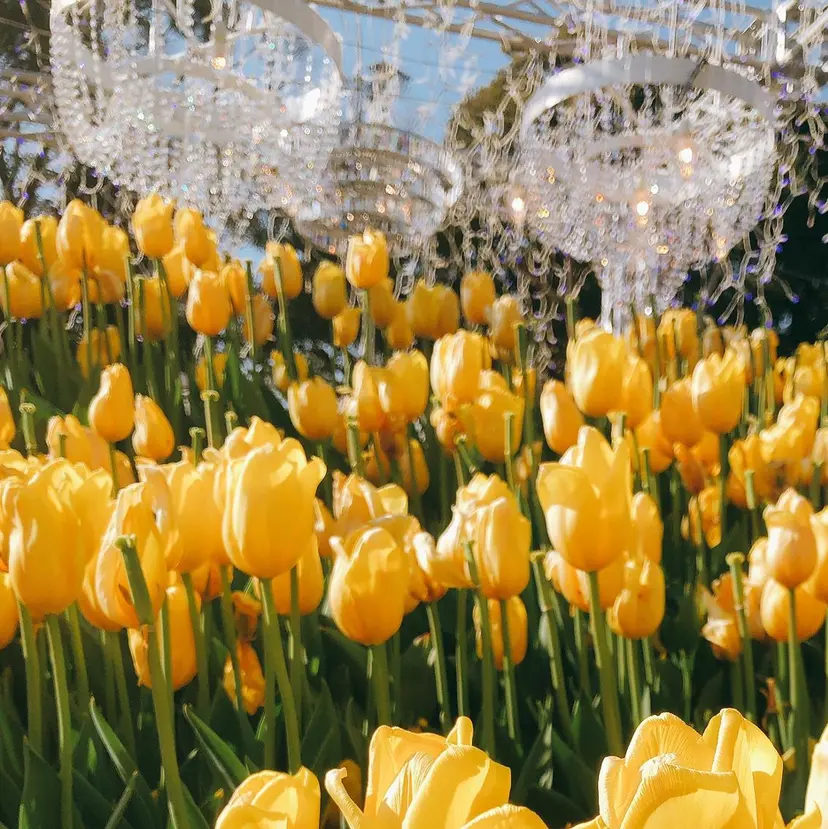 クレアラルーチェ 草津店の掲載