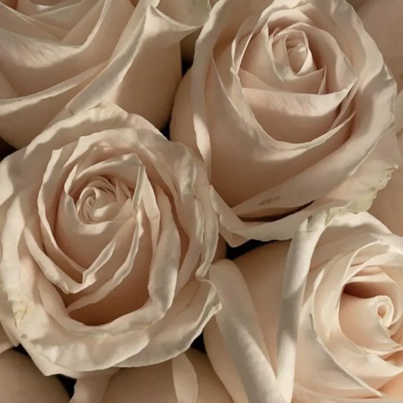 🕊 Luana 🌷︎の掲載