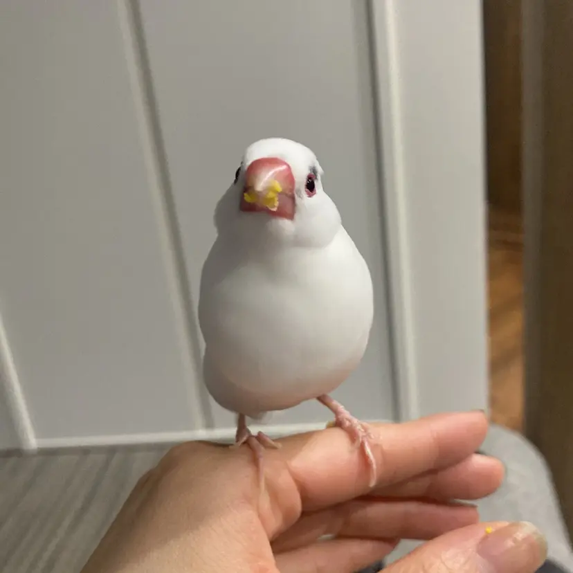 カラーモデル募集中 愛利の掲載