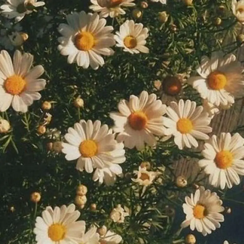 齊藤 椎名の掲載