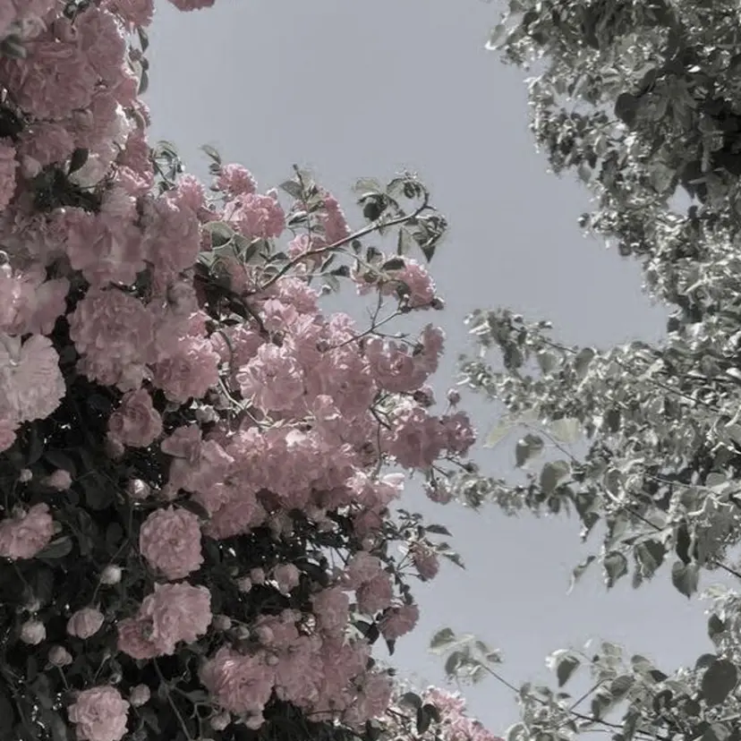 ⟡˖· まゆり꙳⟡の掲載