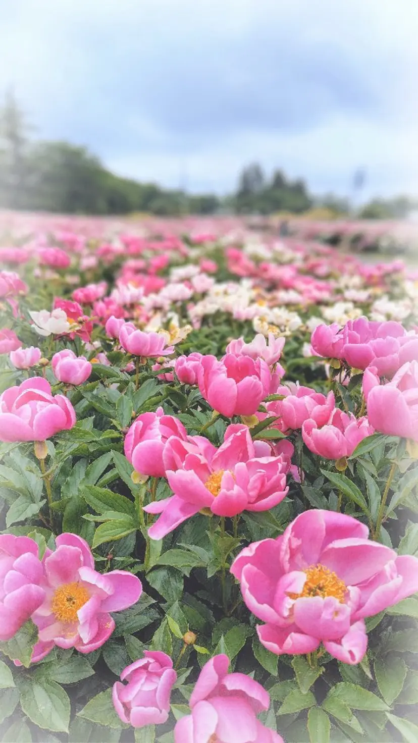 🐈‍⬛なお吉祥寺 Assistantの掲載