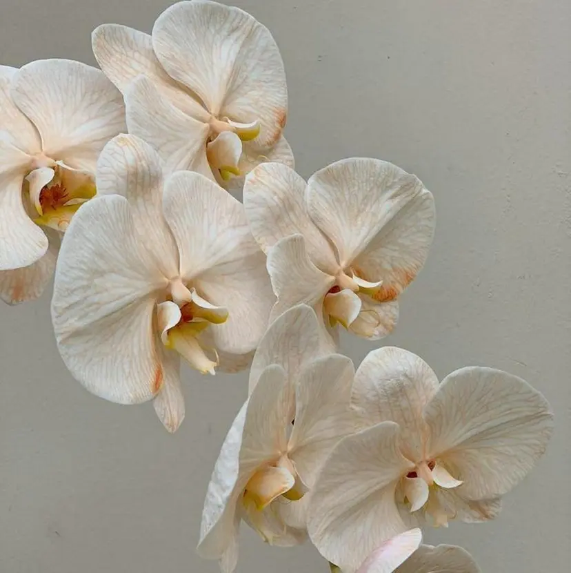 まろやかカラー♡ momoka🌙の掲載