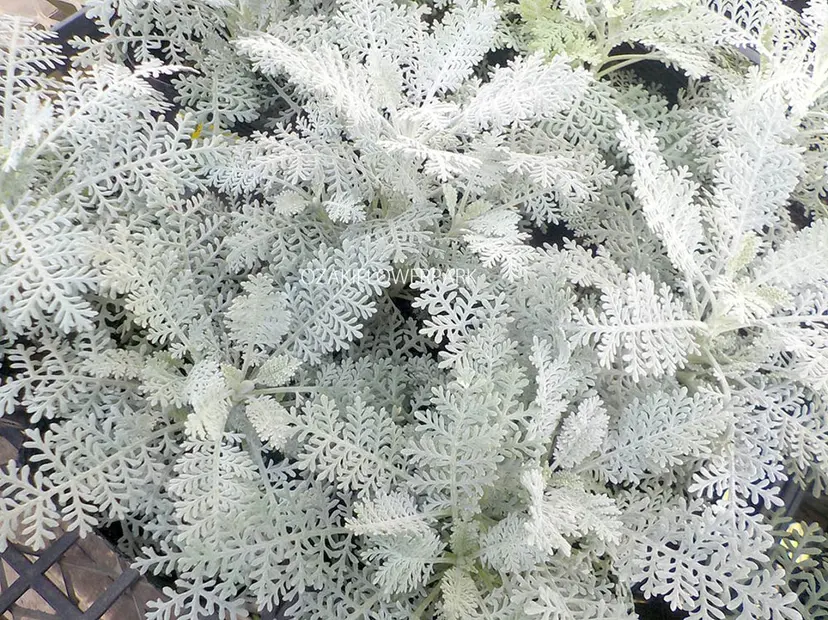 丸川 道絵の掲載