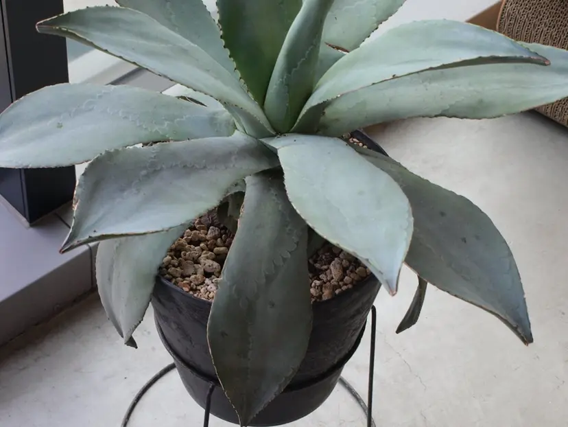 洲﨑 昴世の掲載