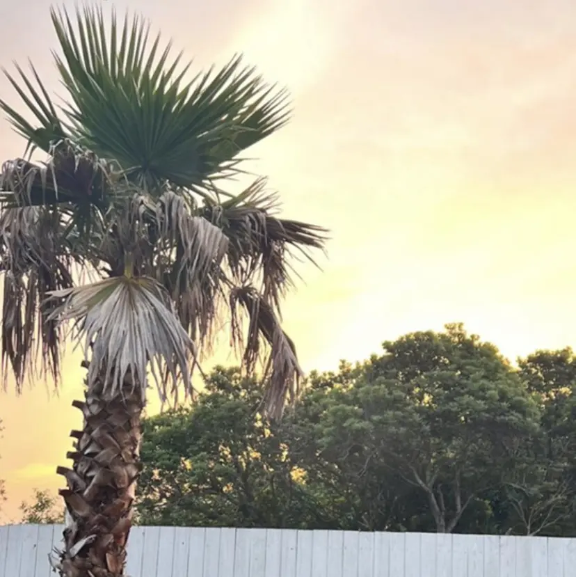 佐藤 遥奈の掲載