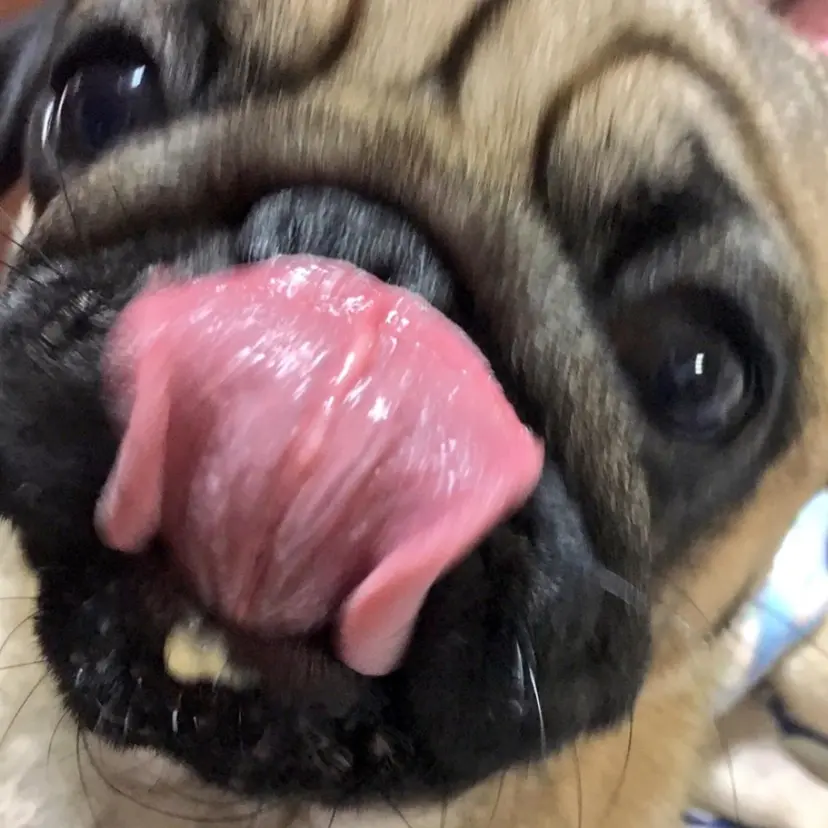 衣笠 結愛の掲載