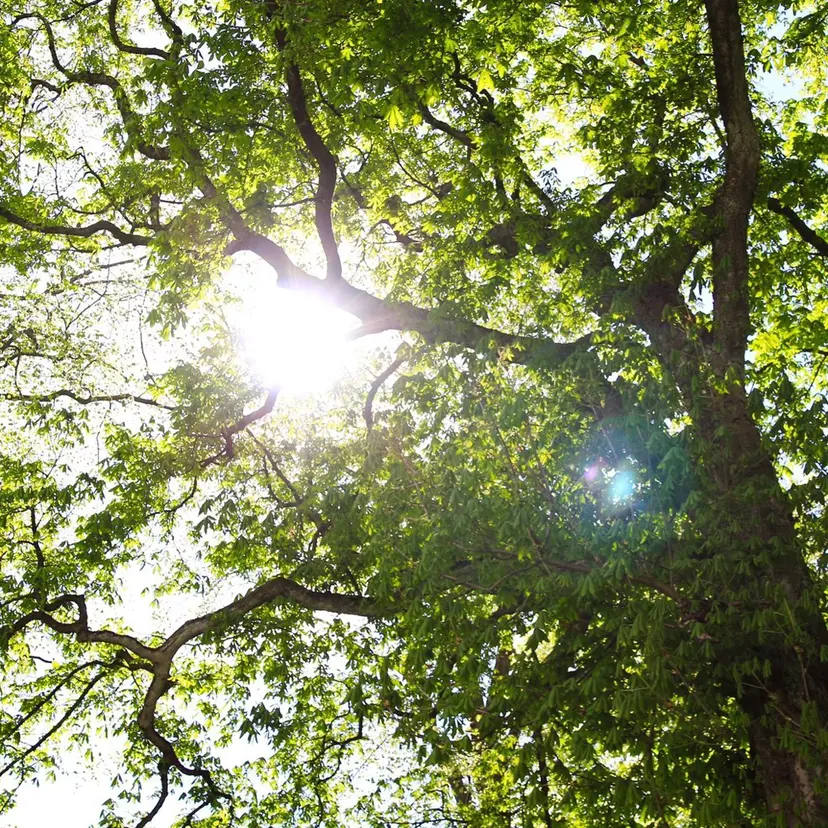 LASHBaby NAOMIの掲載