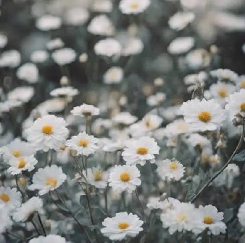 おざき ゆきのの掲載