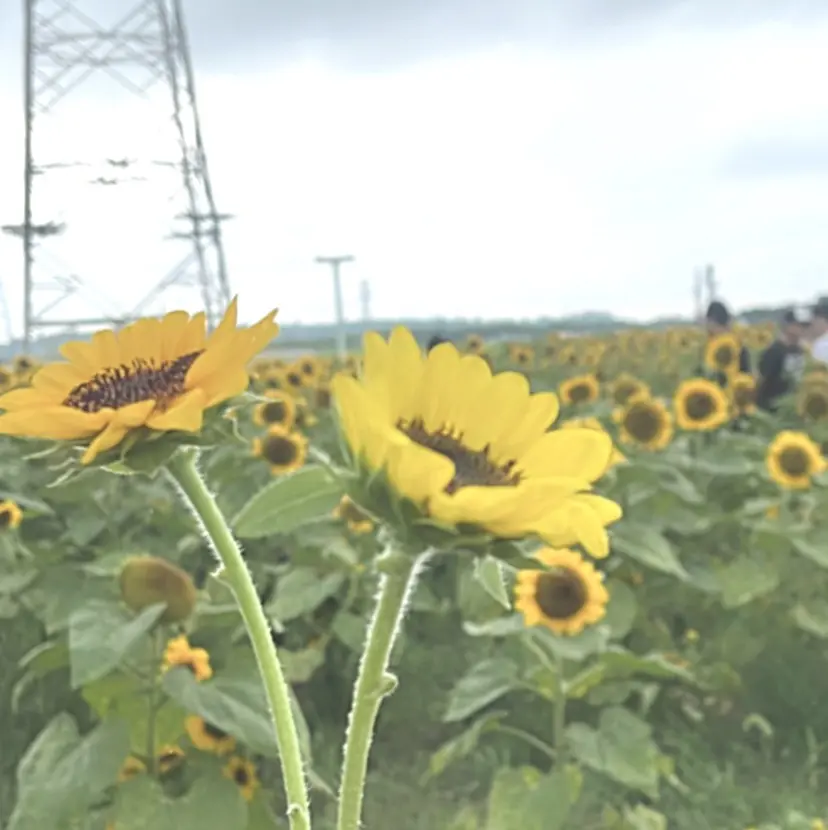 Bianca市ヶ谷店 Aiuraの掲載