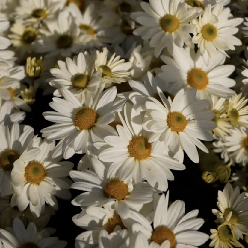 江副 朱星の掲載