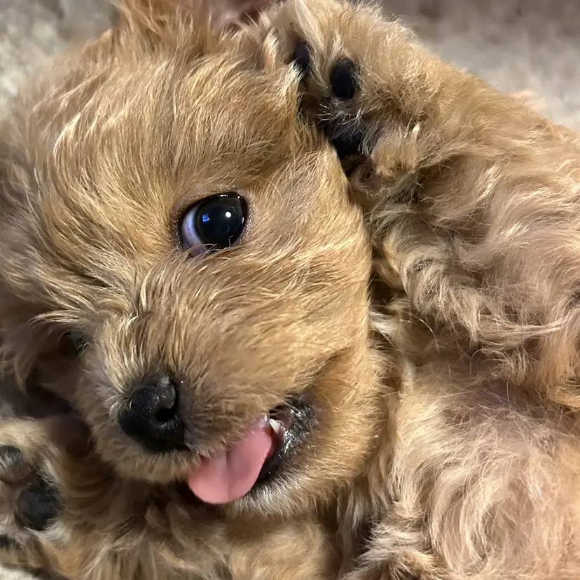 マリーテレジア💫 sasahoの掲載