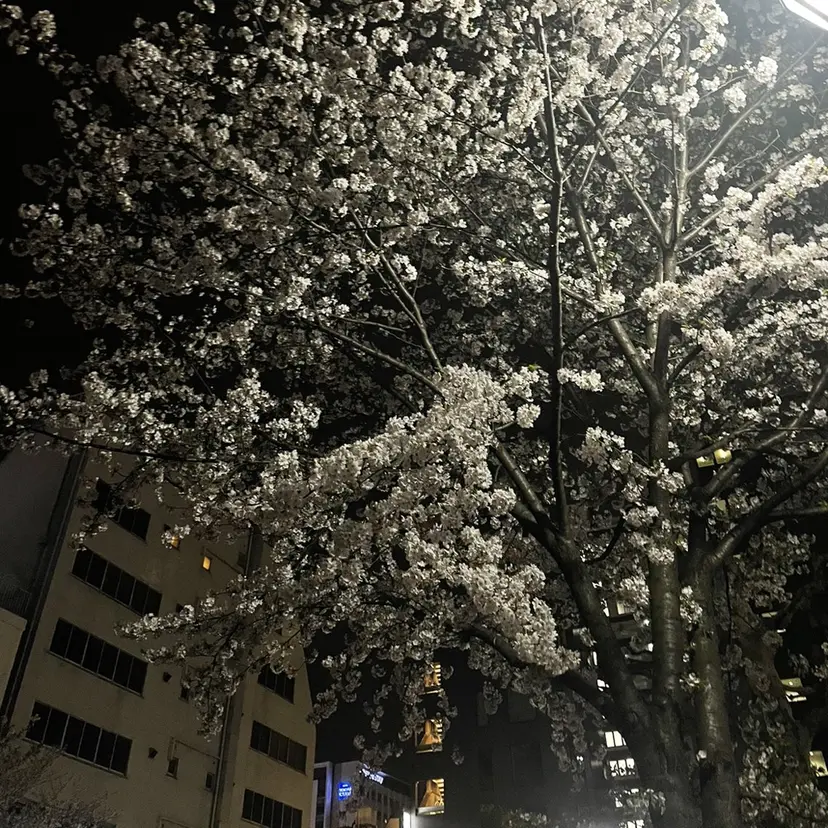 髪質改善/カラー 🌸SAKURA🌸の掲載