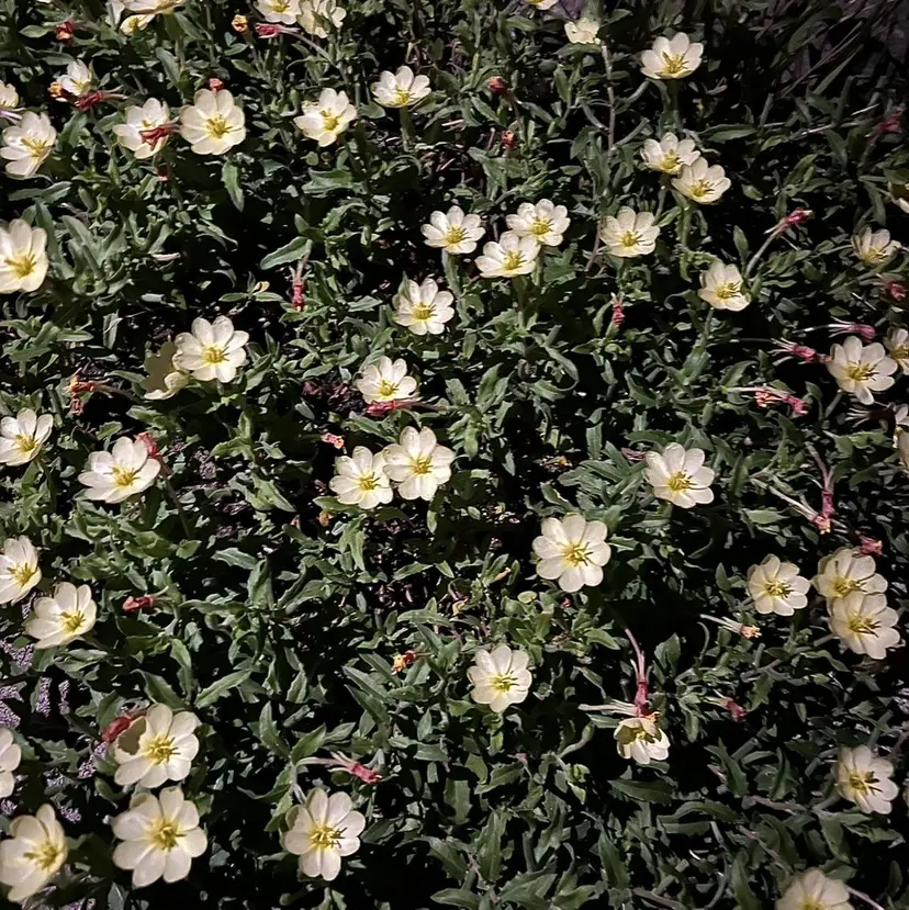 trunc nail 🌷KIKUCHIの掲載