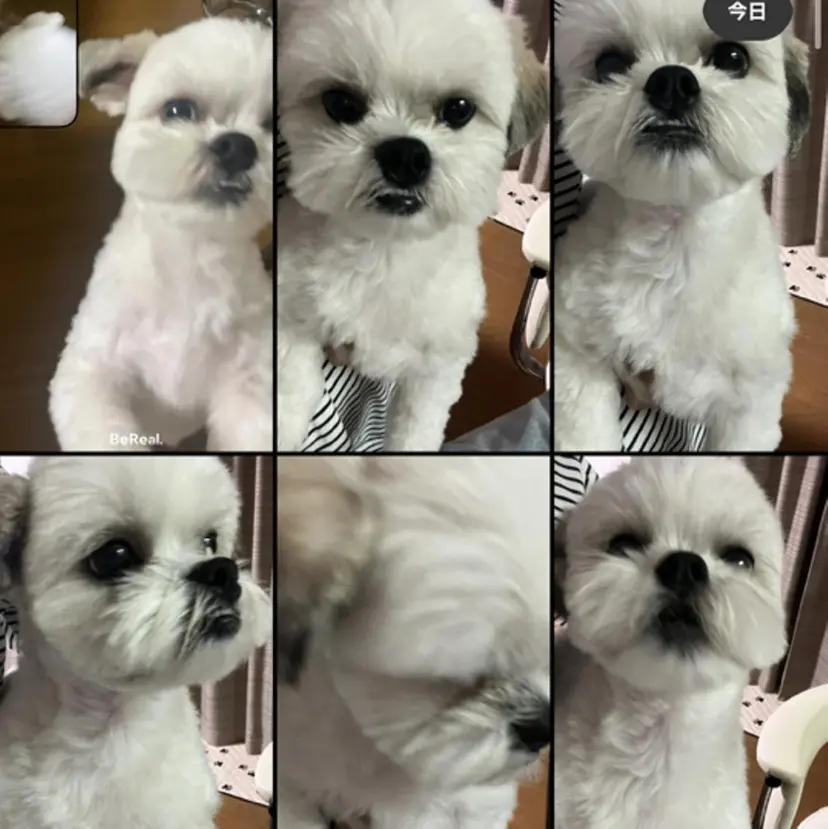 yunica/鶴田 miyu🍀の掲載