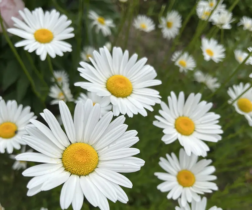 マルバシ ミノリの掲載
