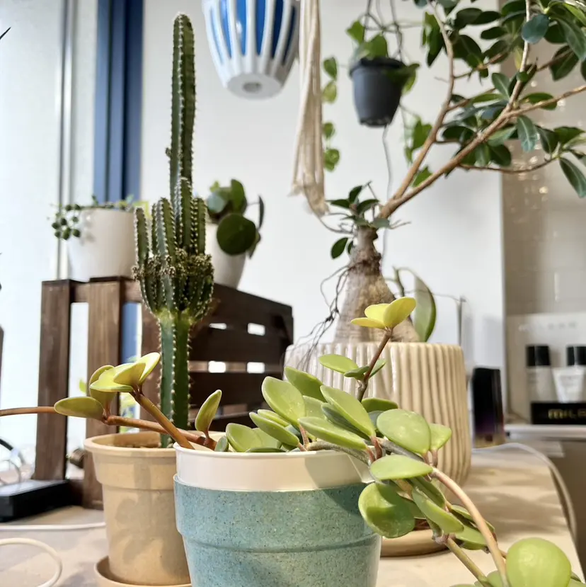 いまなか みゆの掲載