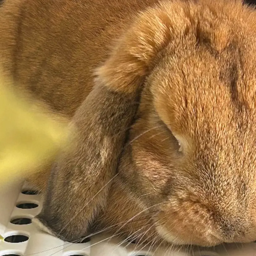 加藤 雛美の掲載