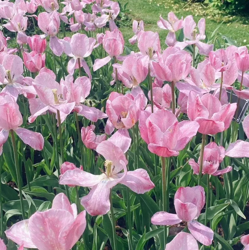 Nailist suzuの掲載