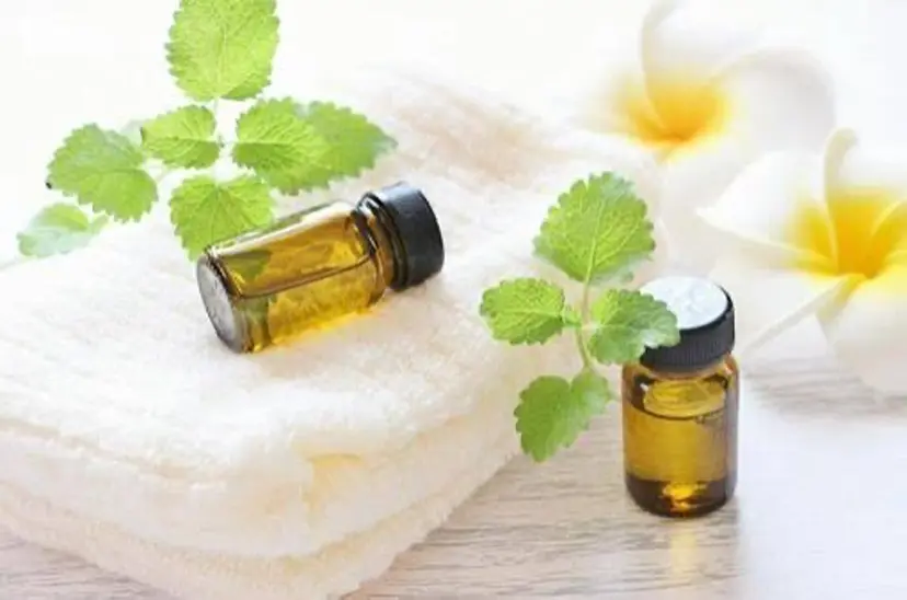 癒しの手 リラクゼーションの掲載