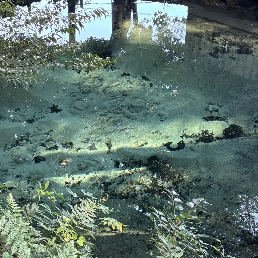 住谷 ゆりなの掲載