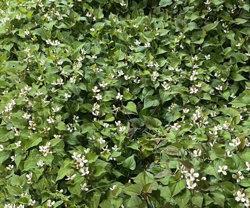 レ ティリンの掲載