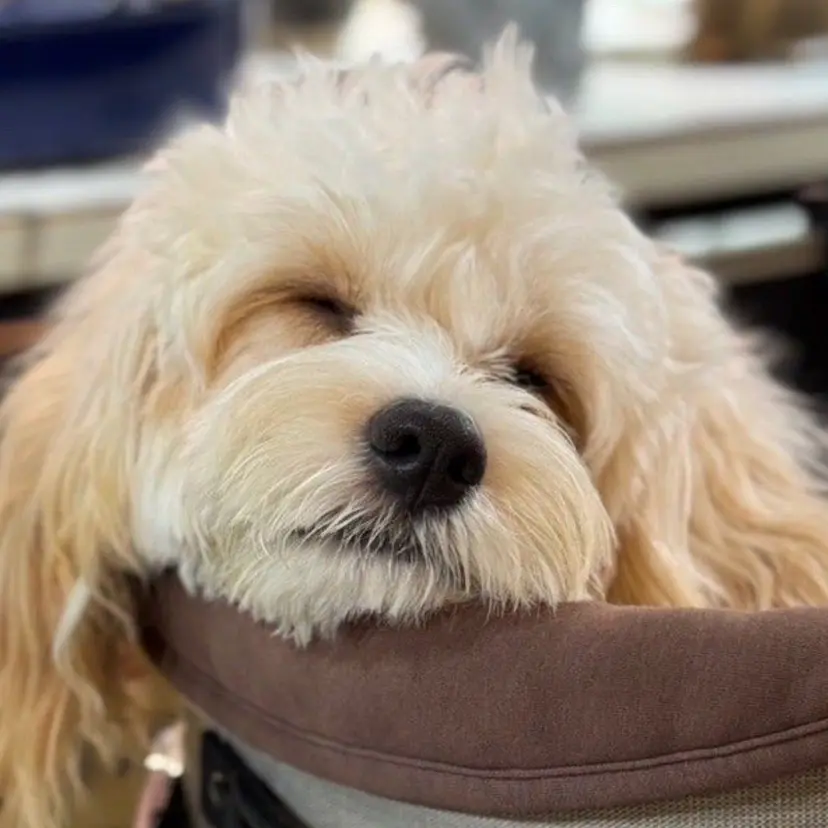 西郷 友菜の掲載