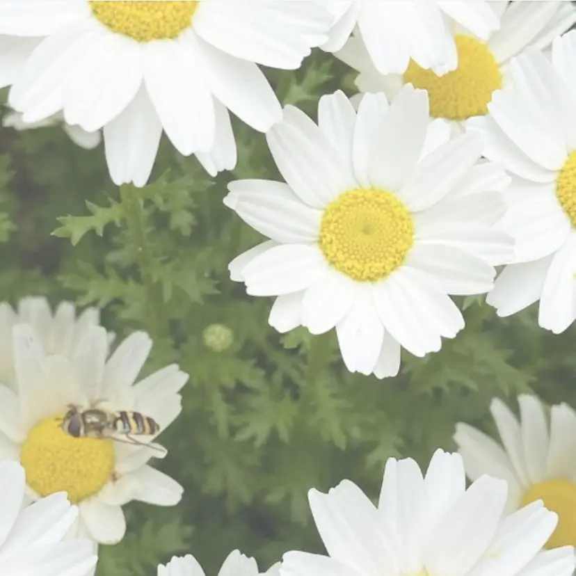 eyelash CITA（チタ）の掲載