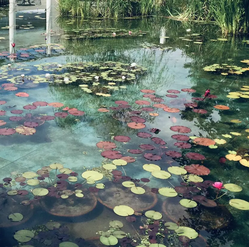 chinois (シノワ)の掲載