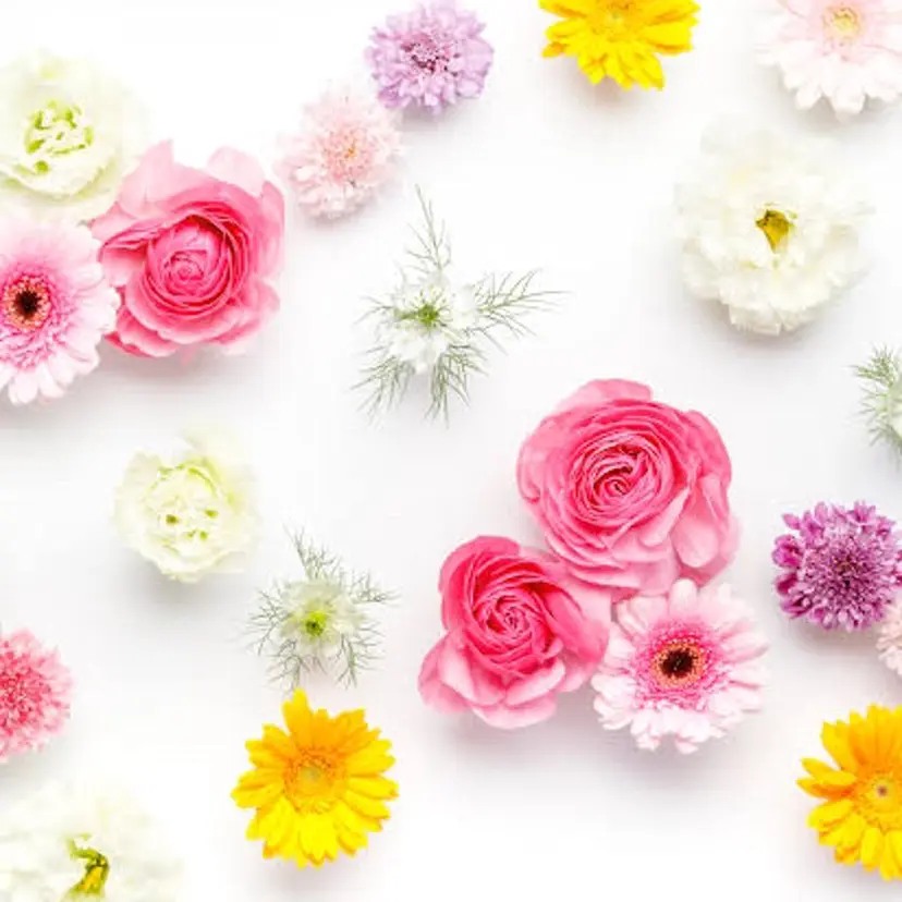 SunBrown JURIの掲載