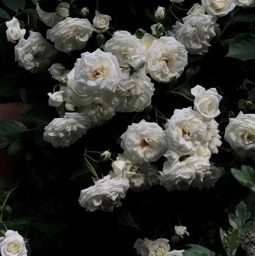 fein. nodoka✮の掲載