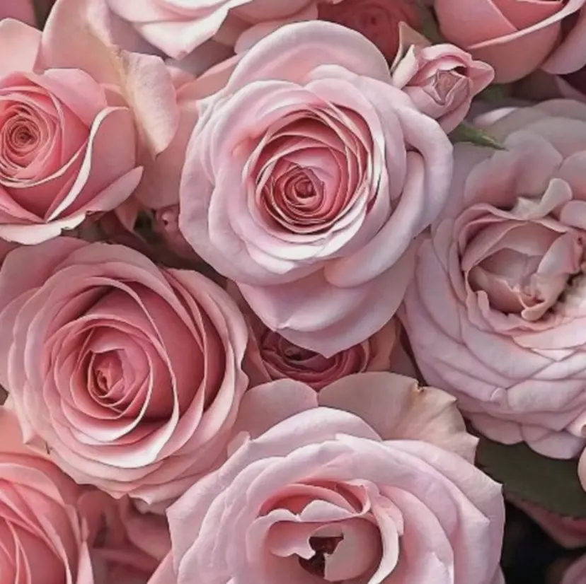 EMINAL 恵比寿 RIKO♡の掲載