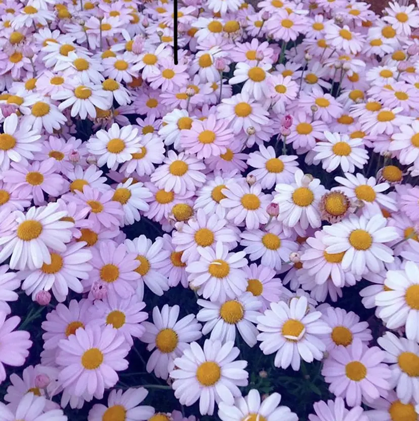 韓国ガーリー🎀 岐南🤍ななみの掲載