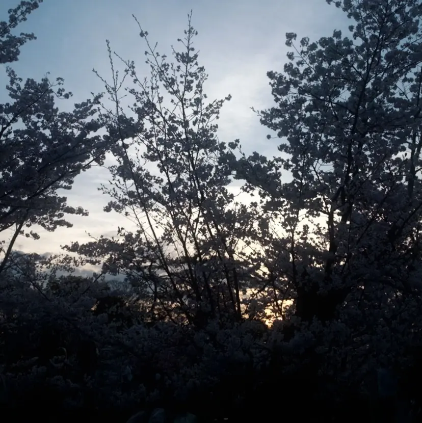 西村 華凜の掲載